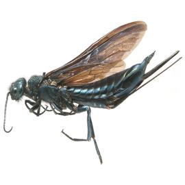   Sirex californicus  female dark form lateral habitus; photo by H. Goulet, CNC 
